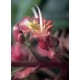 Bach Flower Remedies for Animals - Red Chestnut